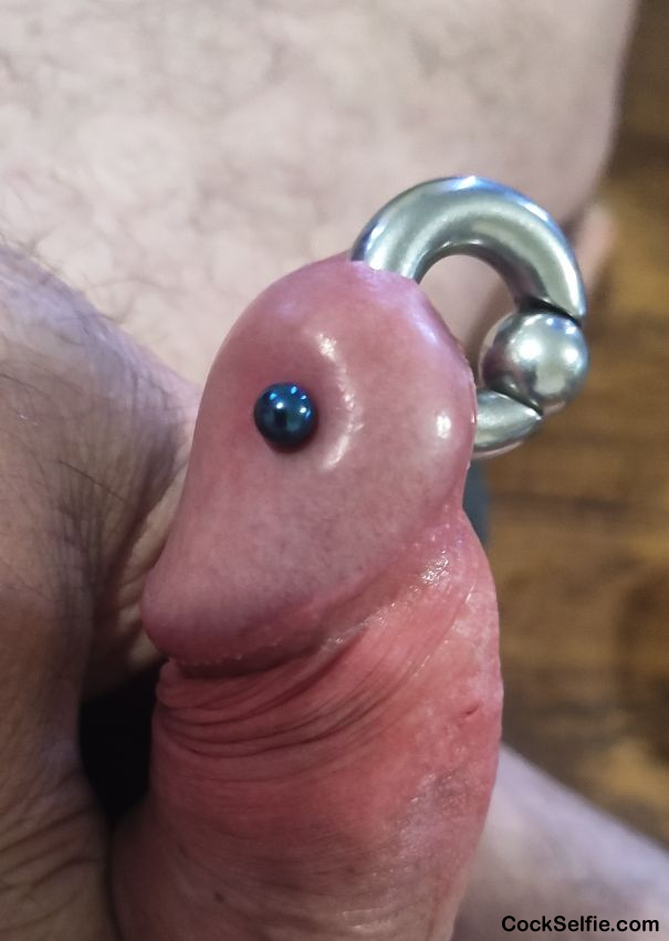 Pierced cock - Cock Selfie