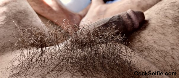 My hairy cock - Cock Selfie