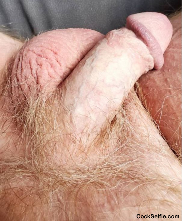 Getting erect....balls so full - Cock Selfie